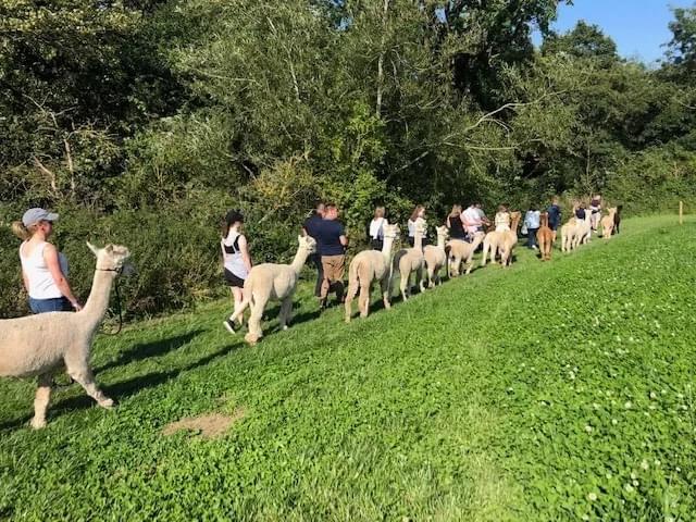 /sites/default/files/2023-10/Charnwood%20Alpaca%27s%202%20%28Facebook%20Image%29.jpg%20-%20Large.jpg