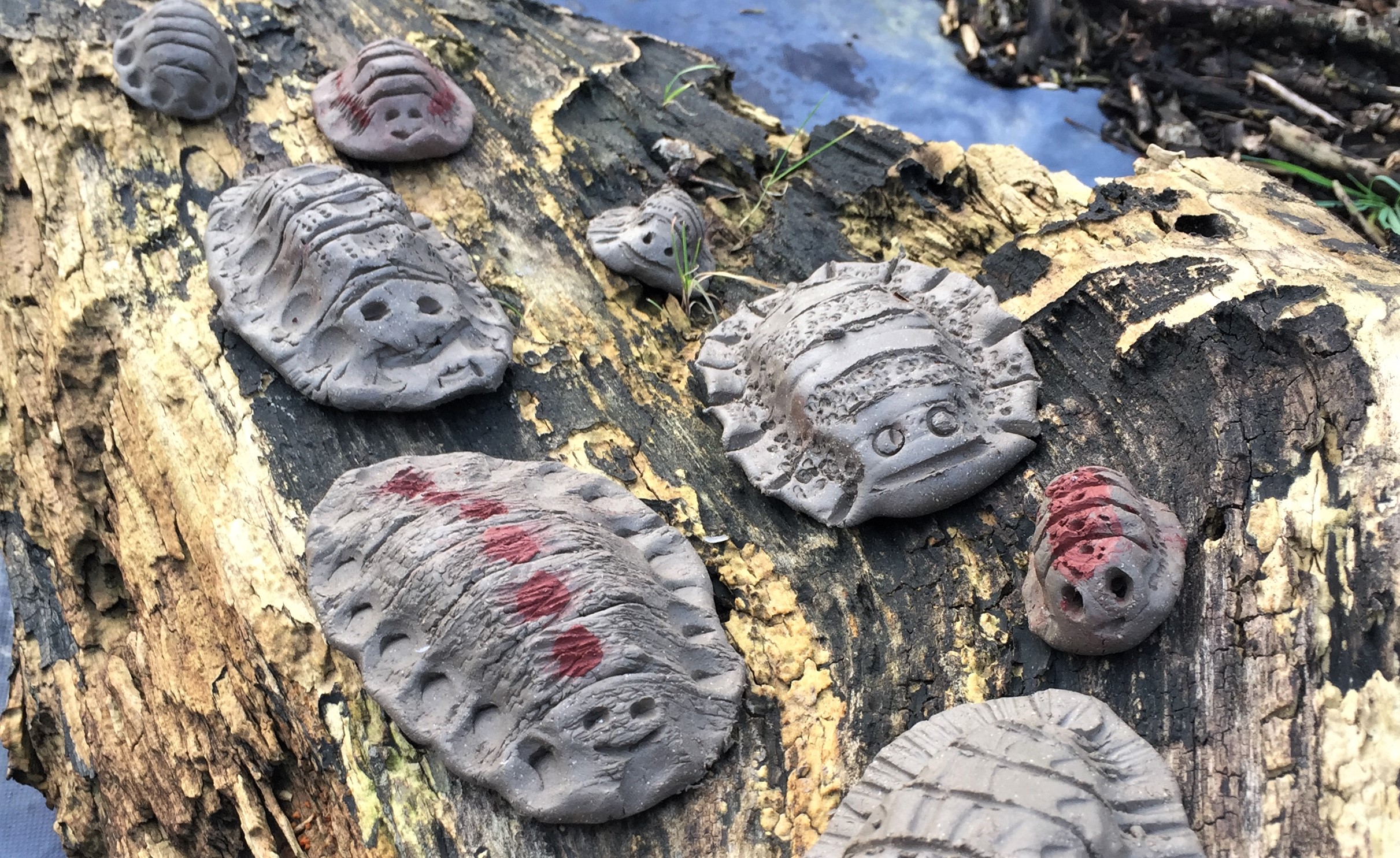 Clay woodlice on a decaying tree trunk. The woodlice are a variety of shapes, sizes and patterns.