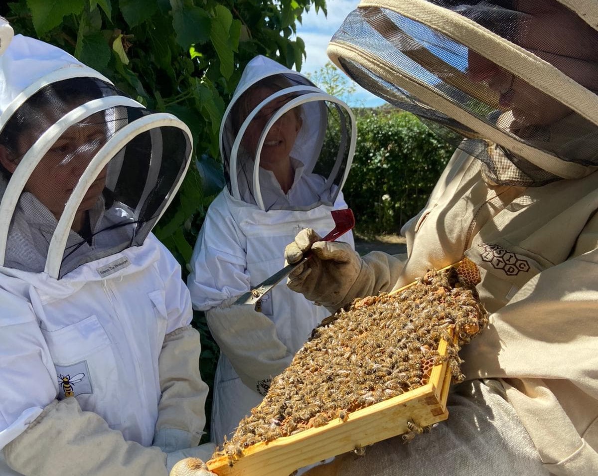A bee keeper shows a comb of honey covered in bees to participants