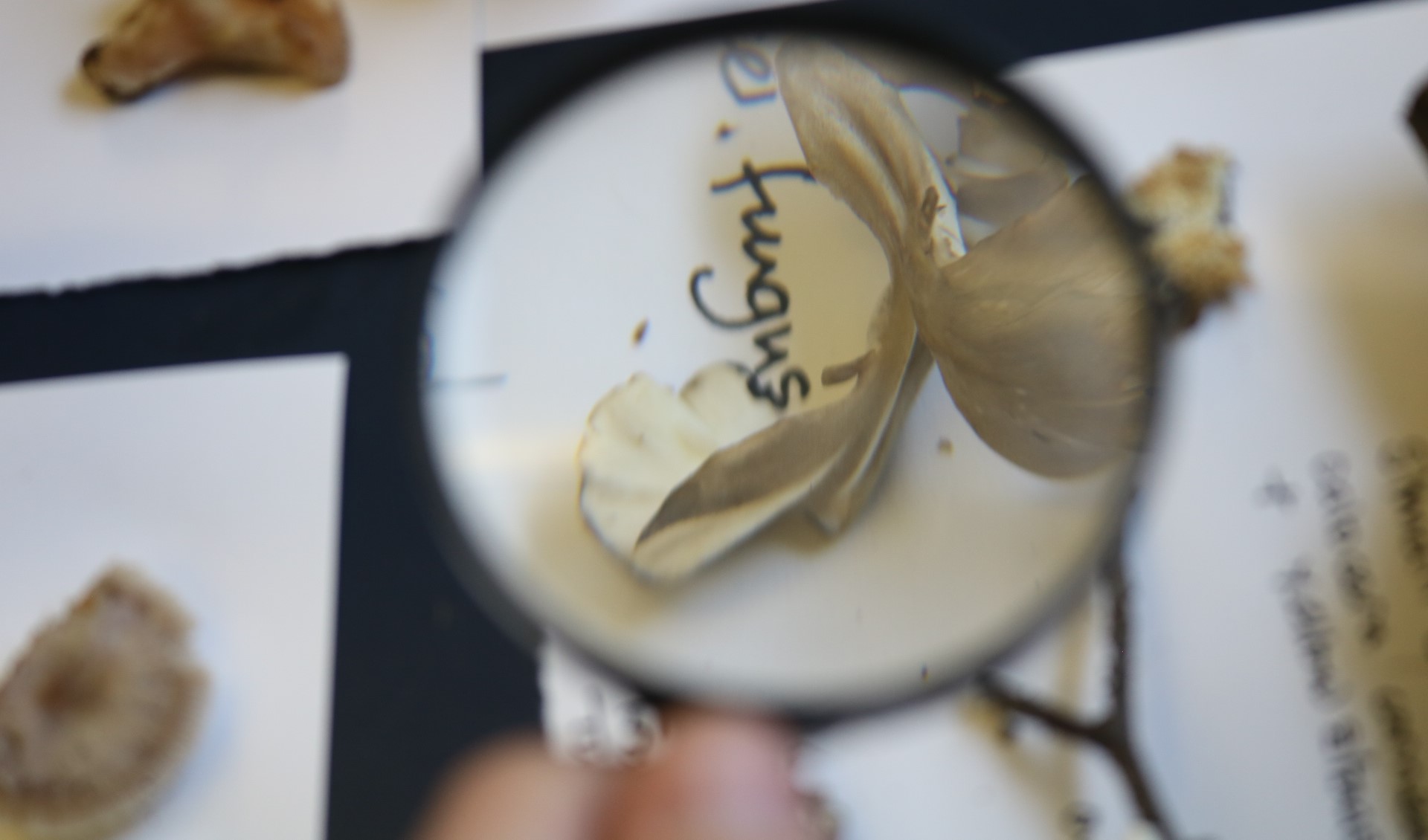 A magnifying glass is used to examine a fungus specimen