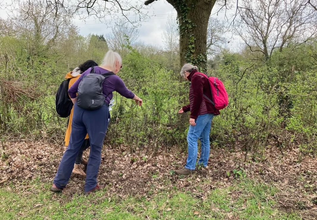 Three people take part in a hedge walk