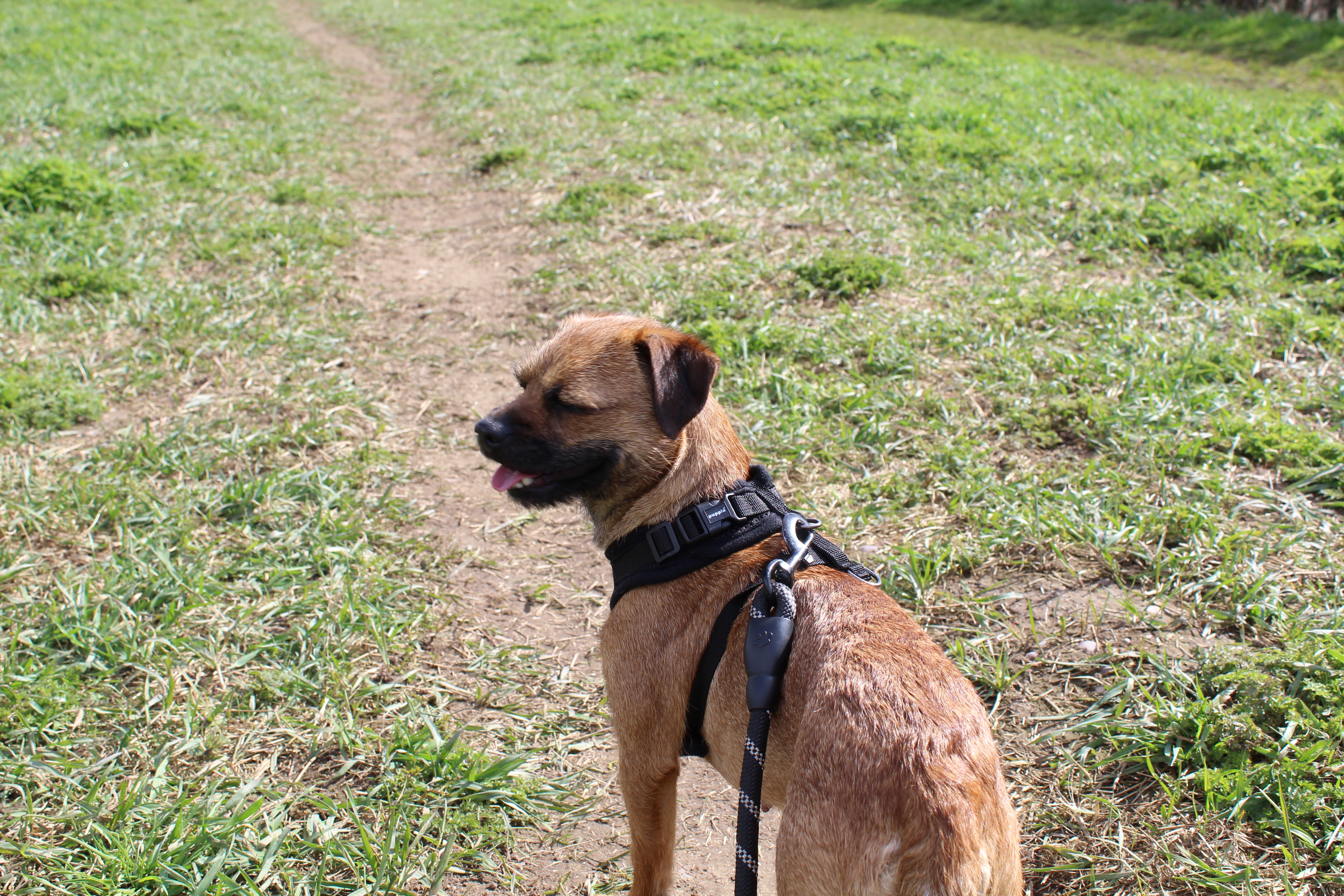 Millie the dog, a terrier, wears her black harness and pants happily towards the camera