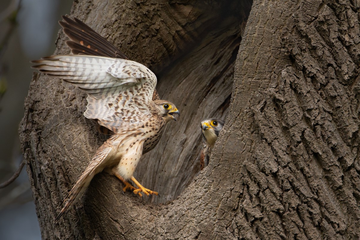 A pair of kestrel in a hollow in a tree