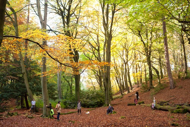 A woodland in autumn with people standing near the base of trees