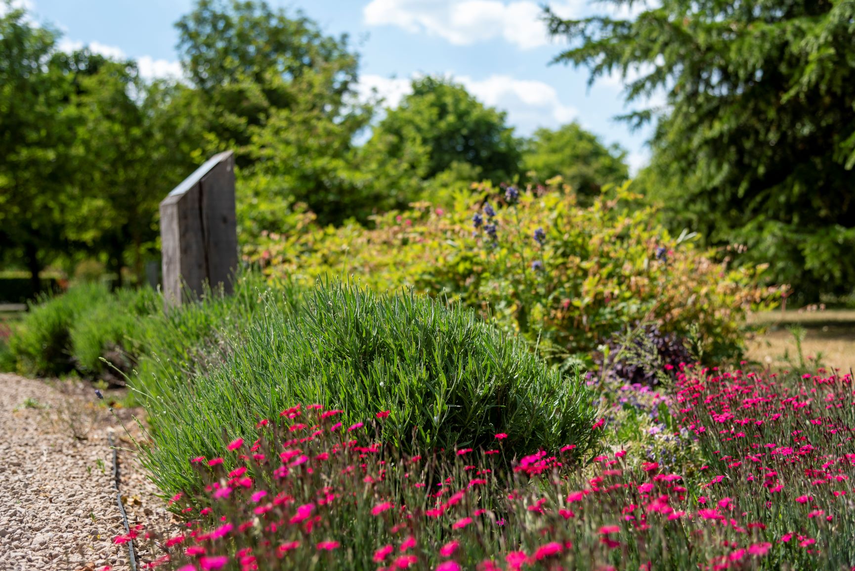 A garden with bright pink flowers in the foreground