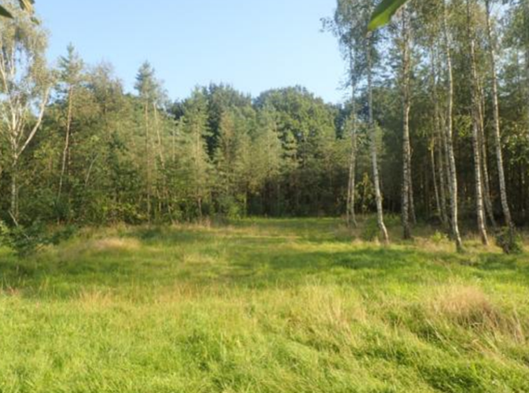 An open clearing in a woodland.