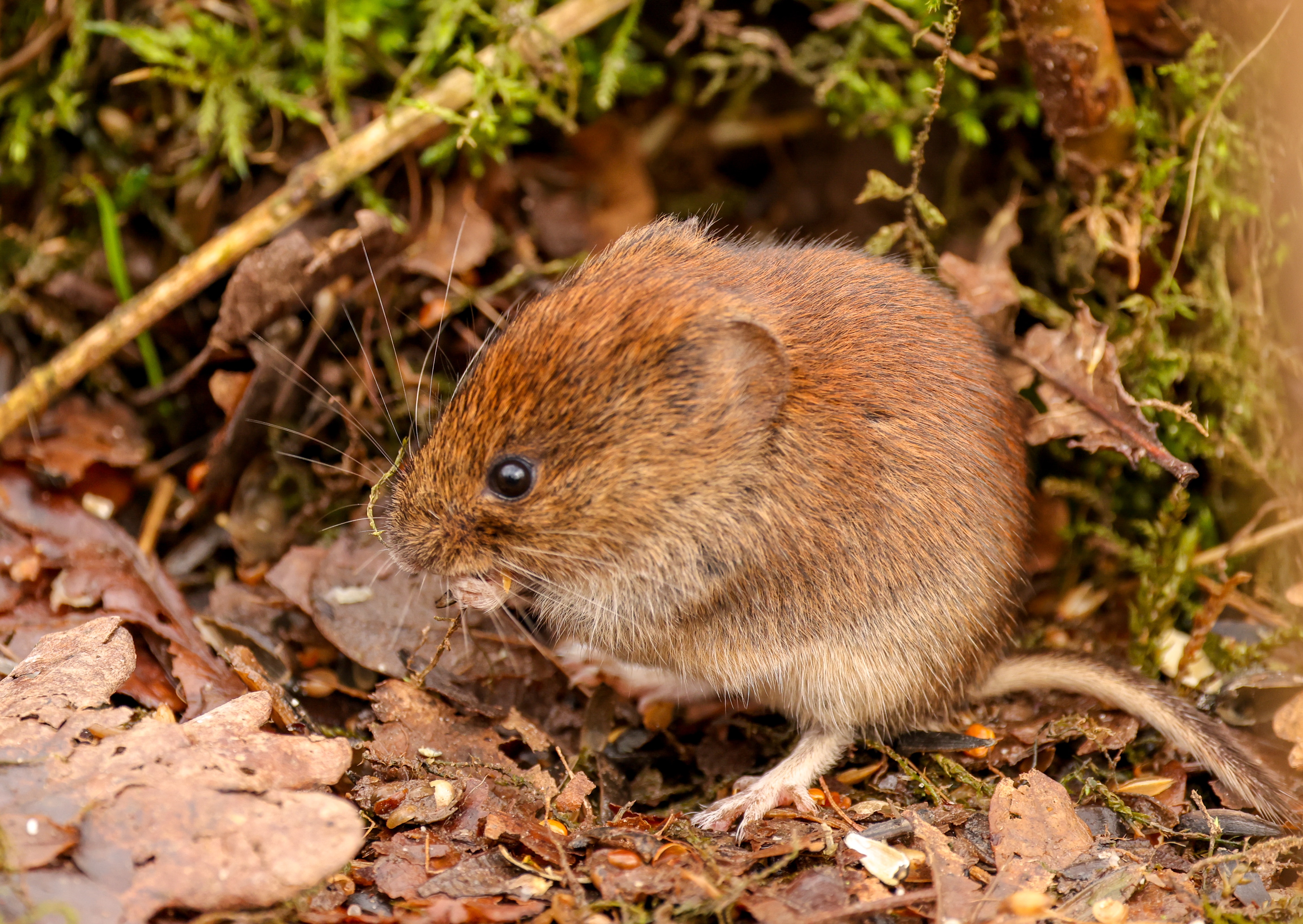 A small mammal perches on autumn leaves