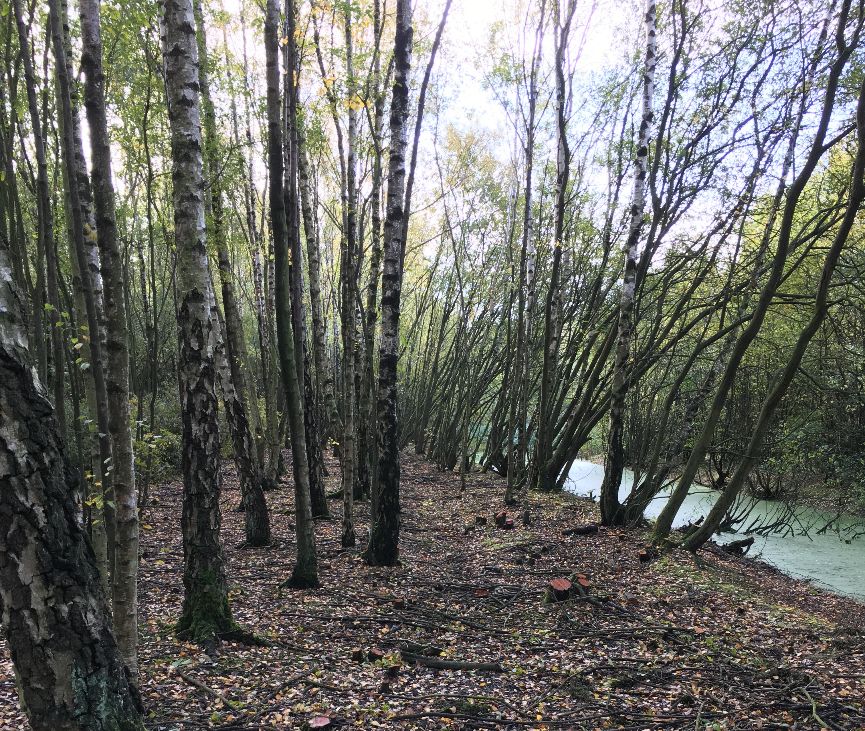 Young trees at Moira Junction with a stream running alongside.