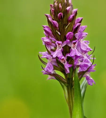 /sites/default/files/2023-10/Marsh%20Orchid%20at%20Oakthorpe.jpg