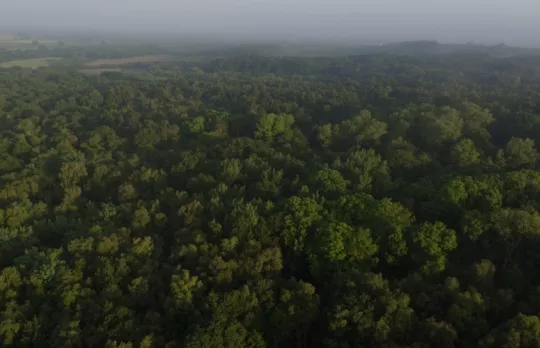 Midlands Forest Network 