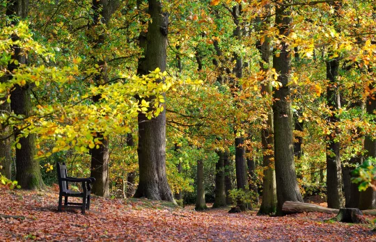 Olivia's at the Outwoods