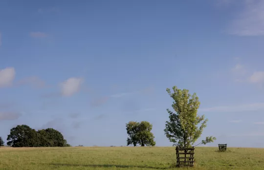 Dedicate a landscape tree