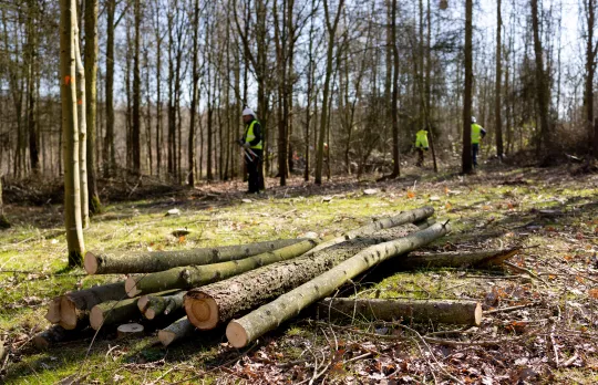 Woodland and habitat management 