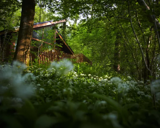 A wooden cabin in a forest