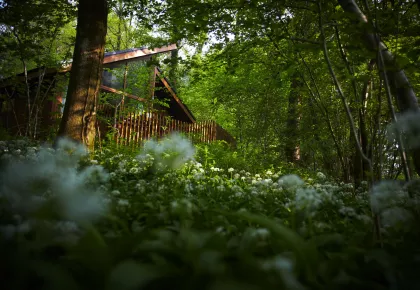 A wooden cabin in a forest
