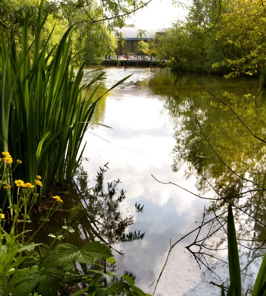 The lake at Conkers with lots of lush green foliage around it