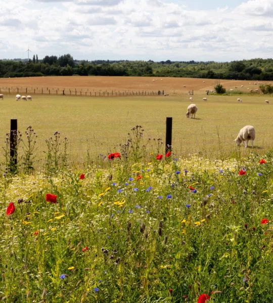 Sheep grazing behind wildflowers in bloom at Mincora Woods in the National Forest