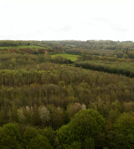 Minorca Woods aerial view