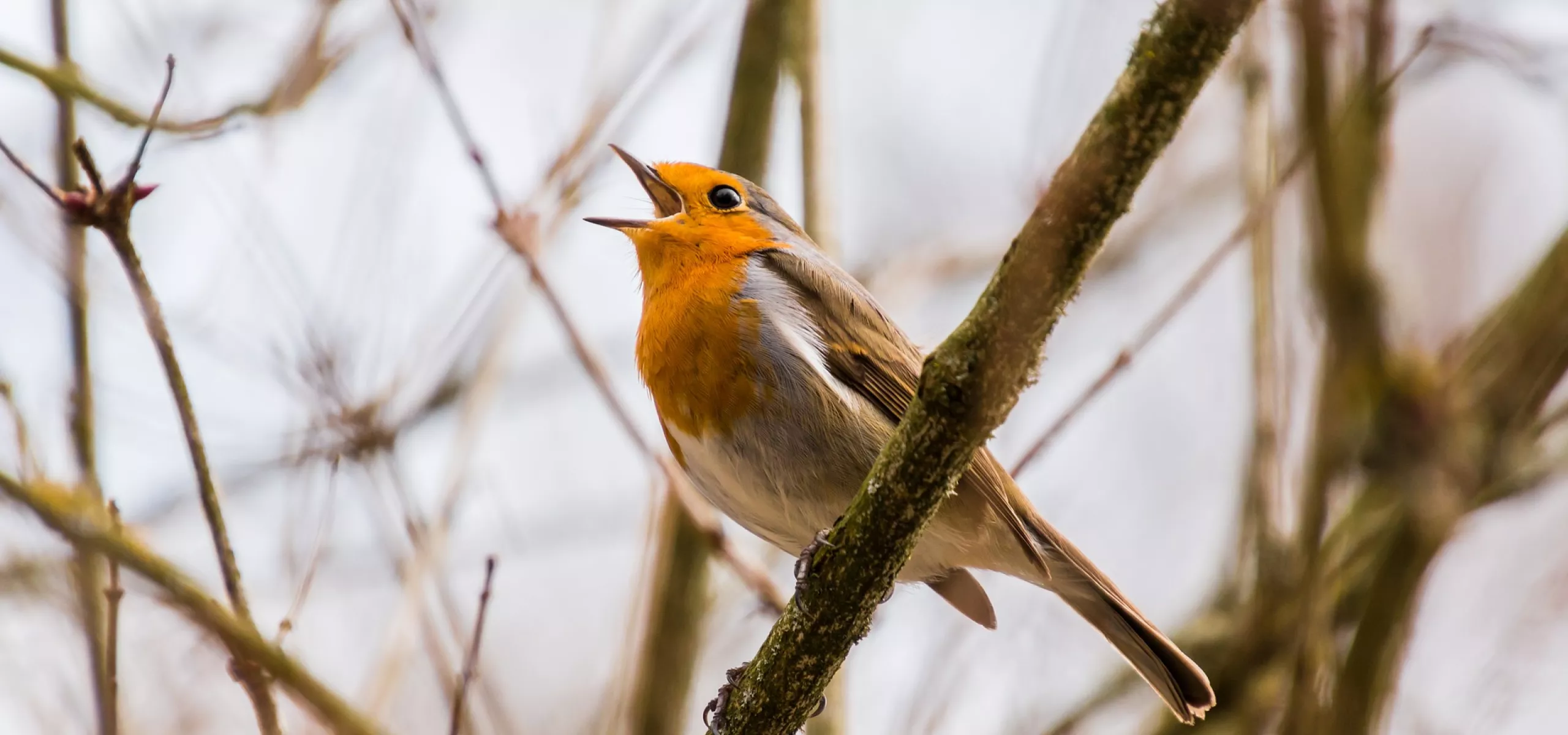 A robin singing