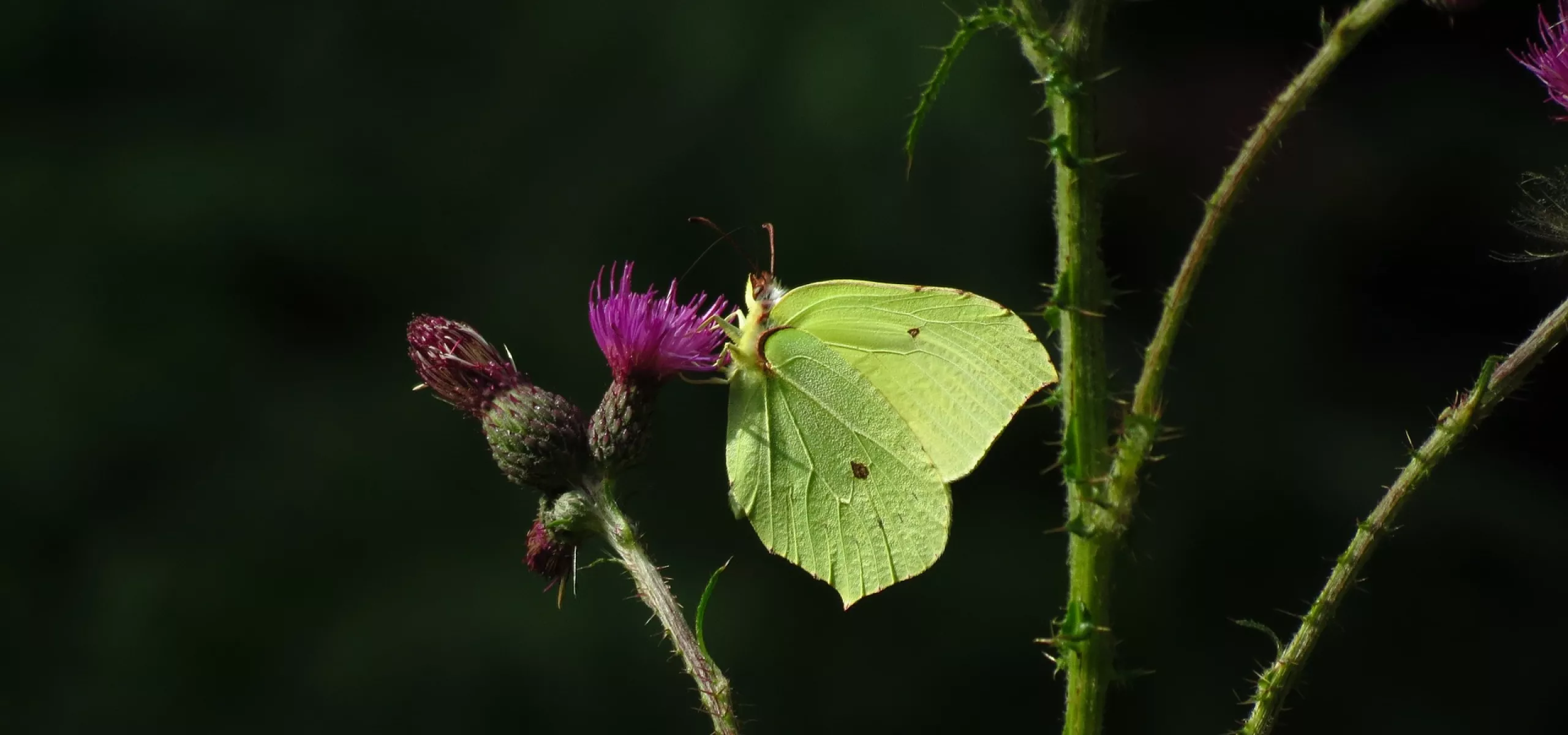 Brimstone butterfly perched on a thistle