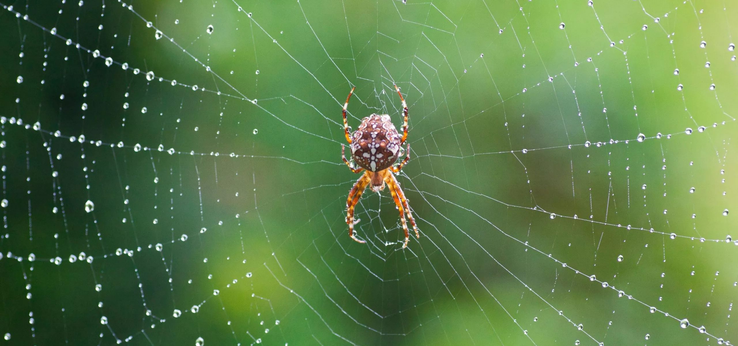 Garden spider in a web
