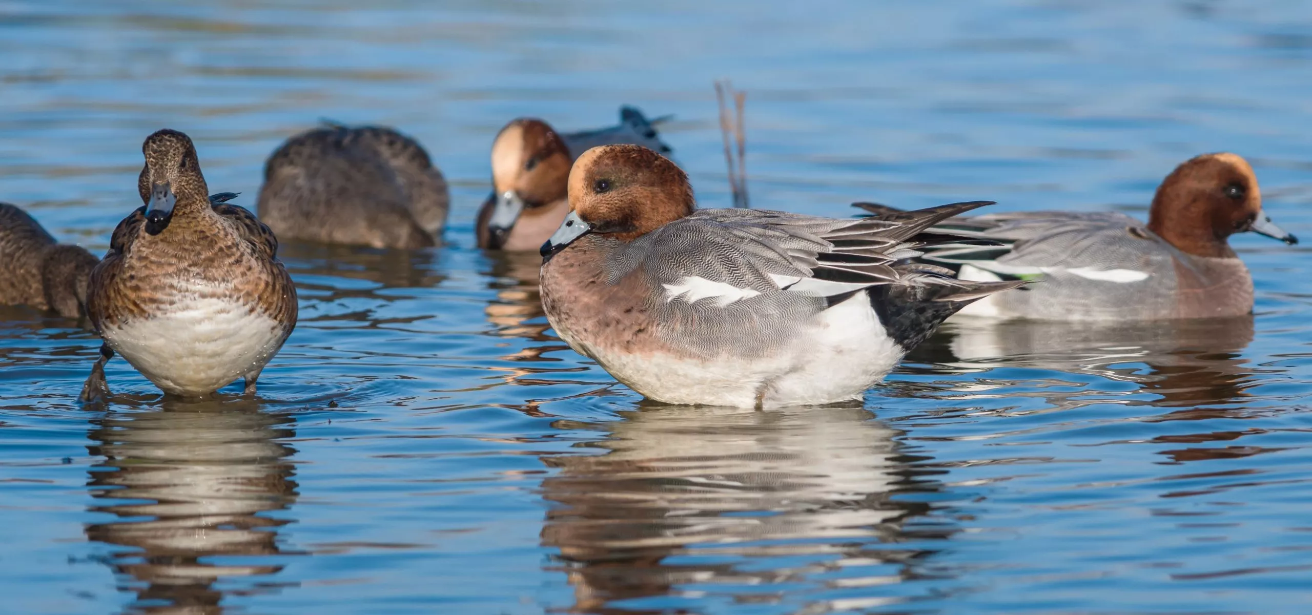 Waterfowl on a lake