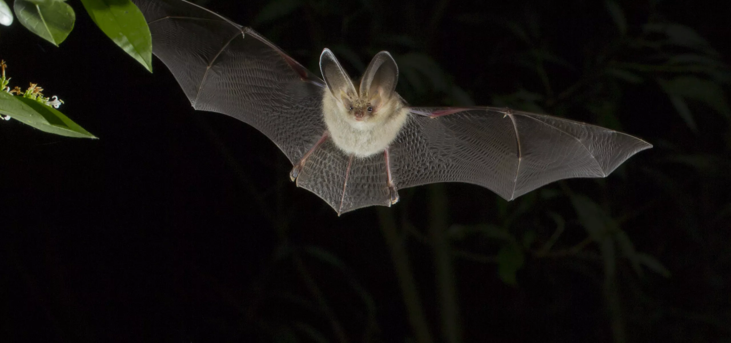 Bat in flight