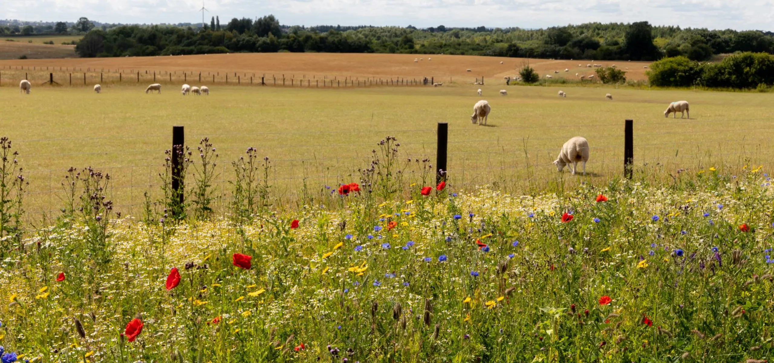 A wildflower meadow including poppies, cornflowers and dandelions at Minorca Woods