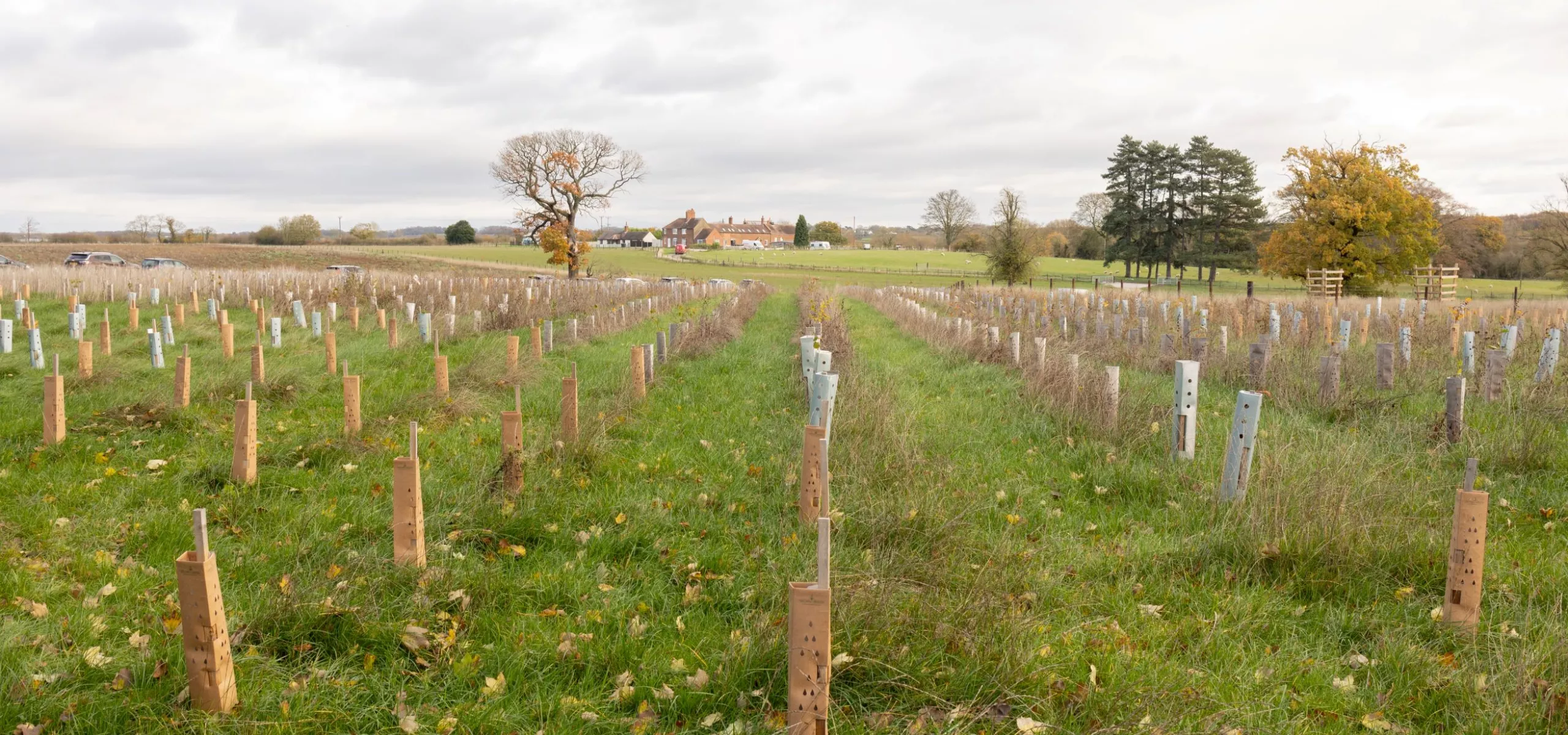 Newly planted trees at Minorca Woods