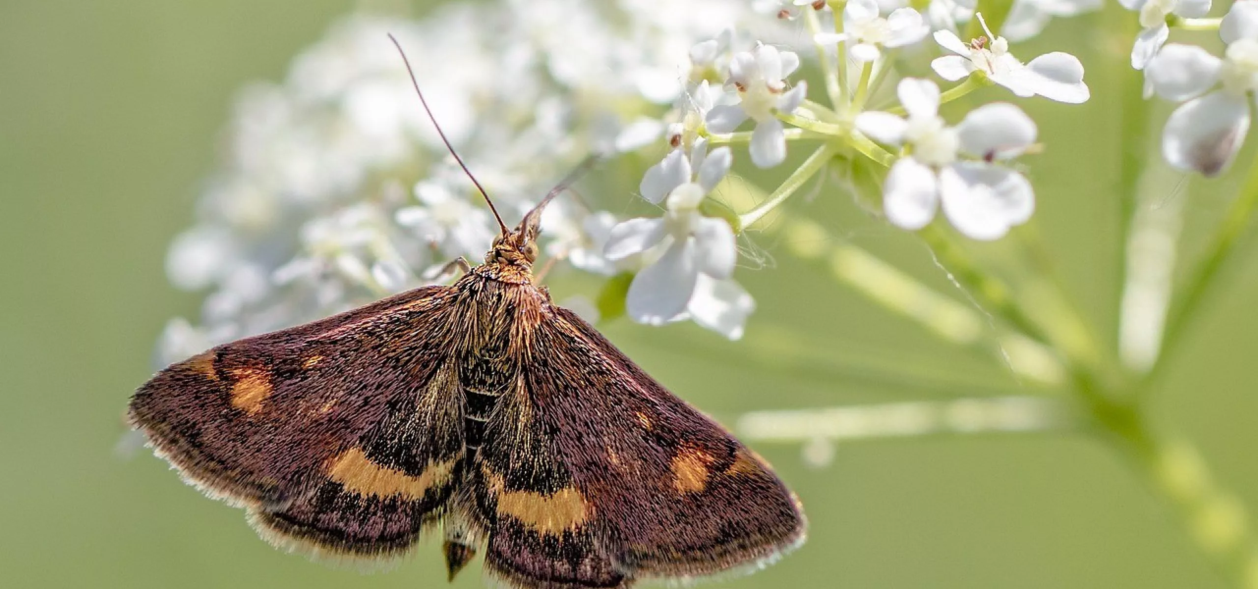 Small purple and gold moth on white flowers