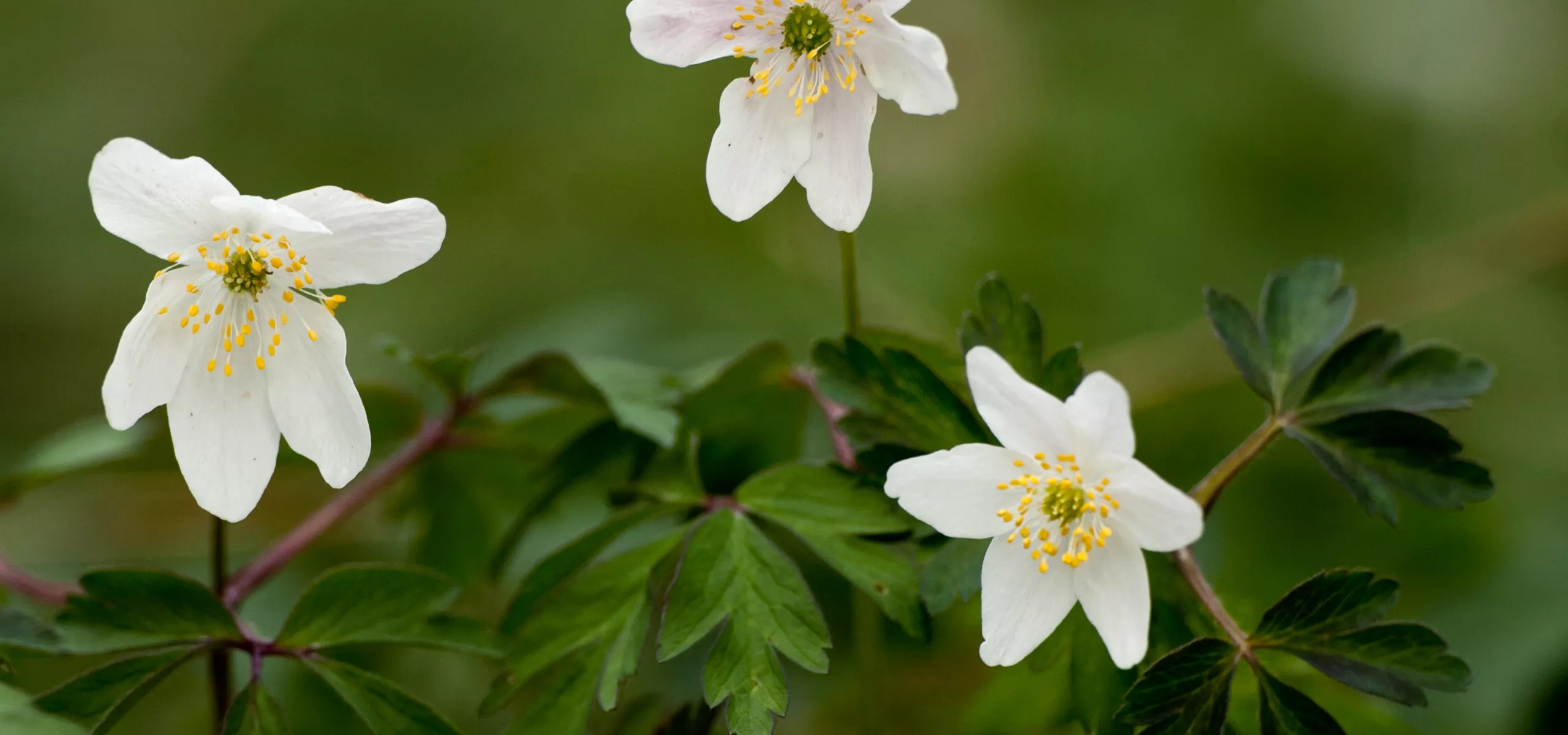 Wood Anenomes