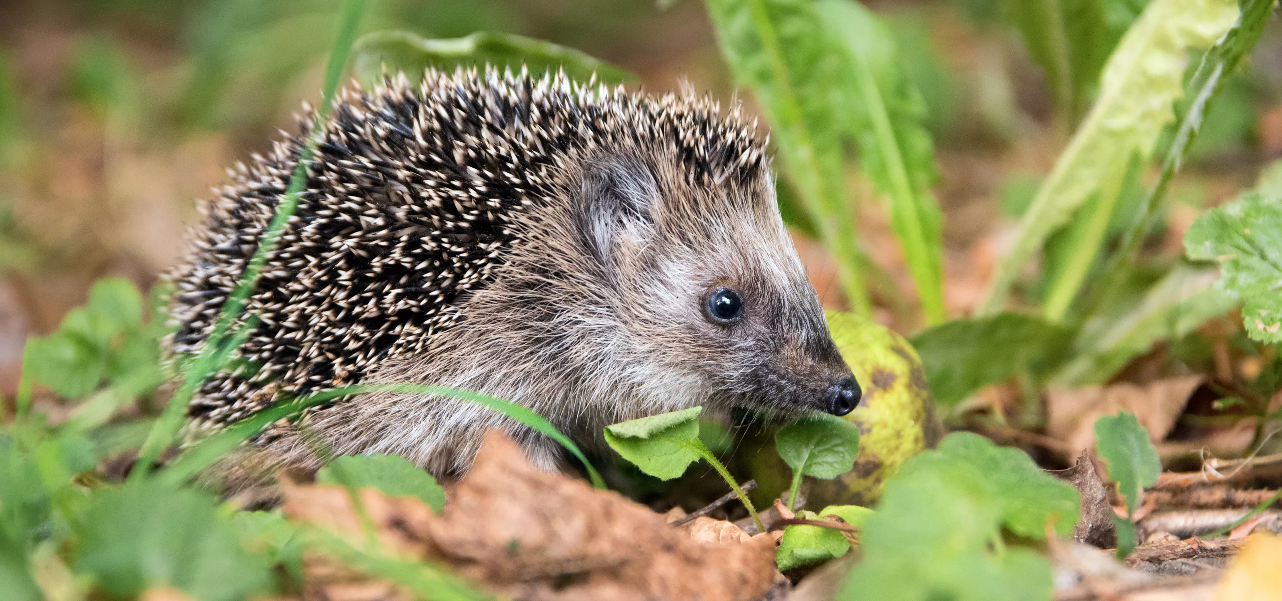 Hedgehog