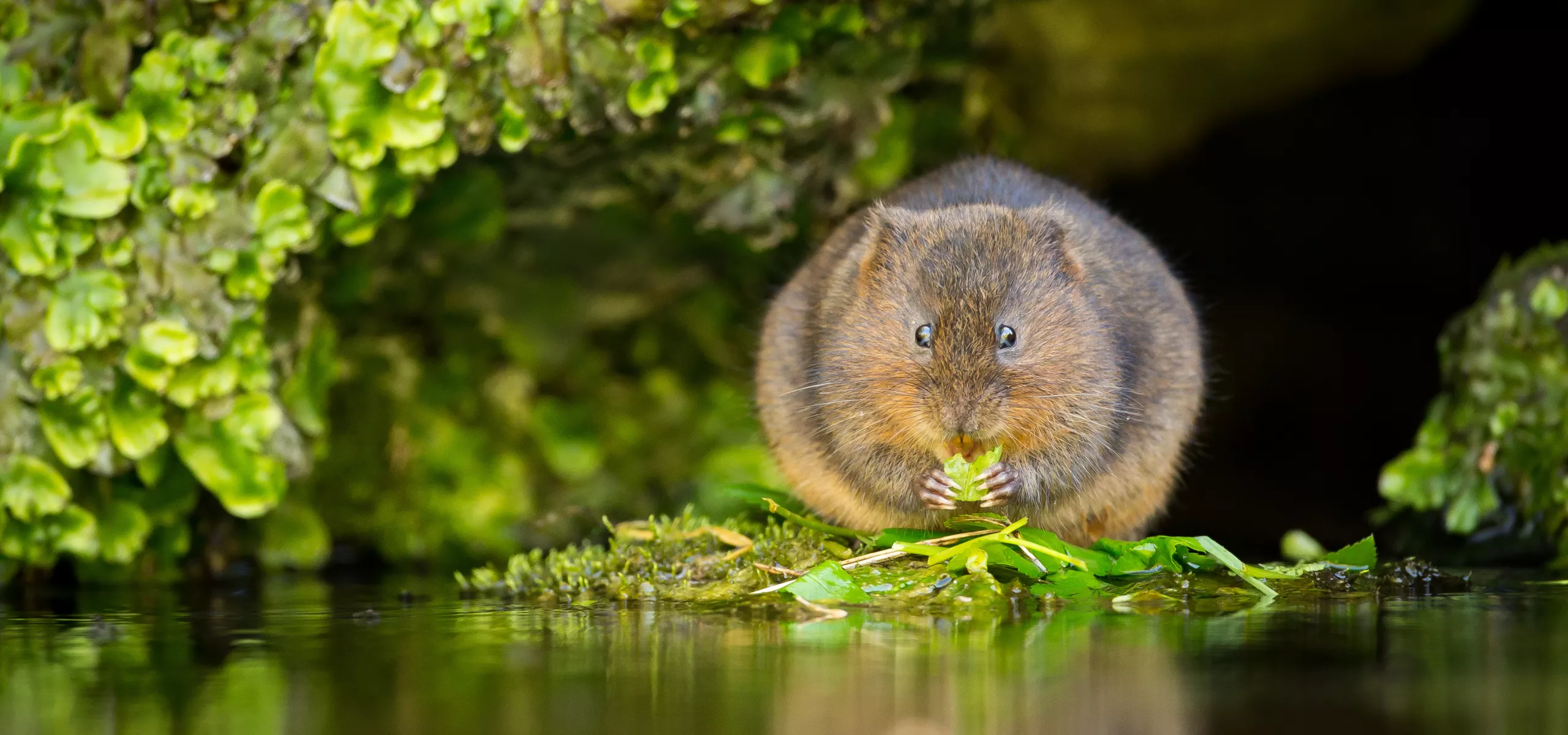 Water Vole