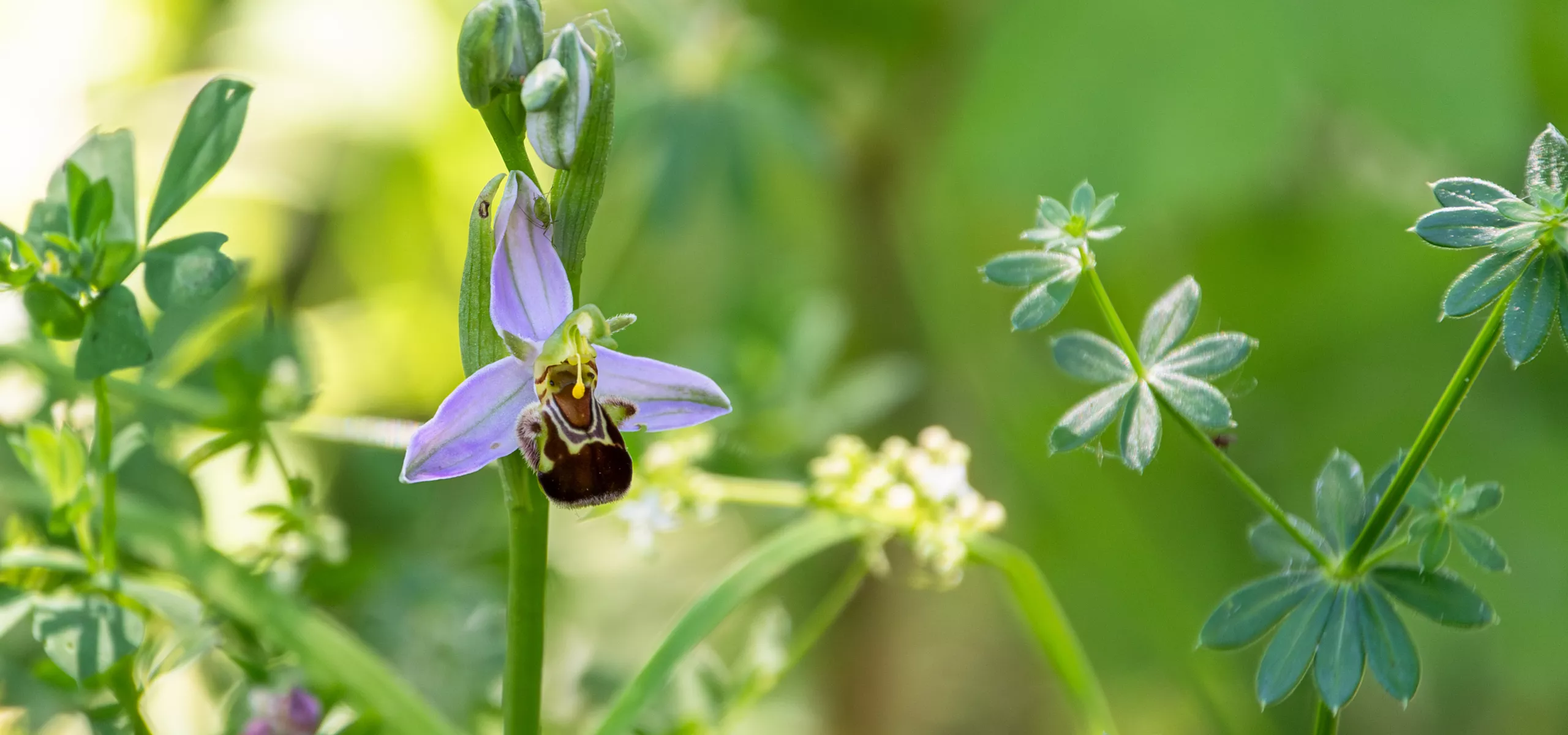 Bee Orchid