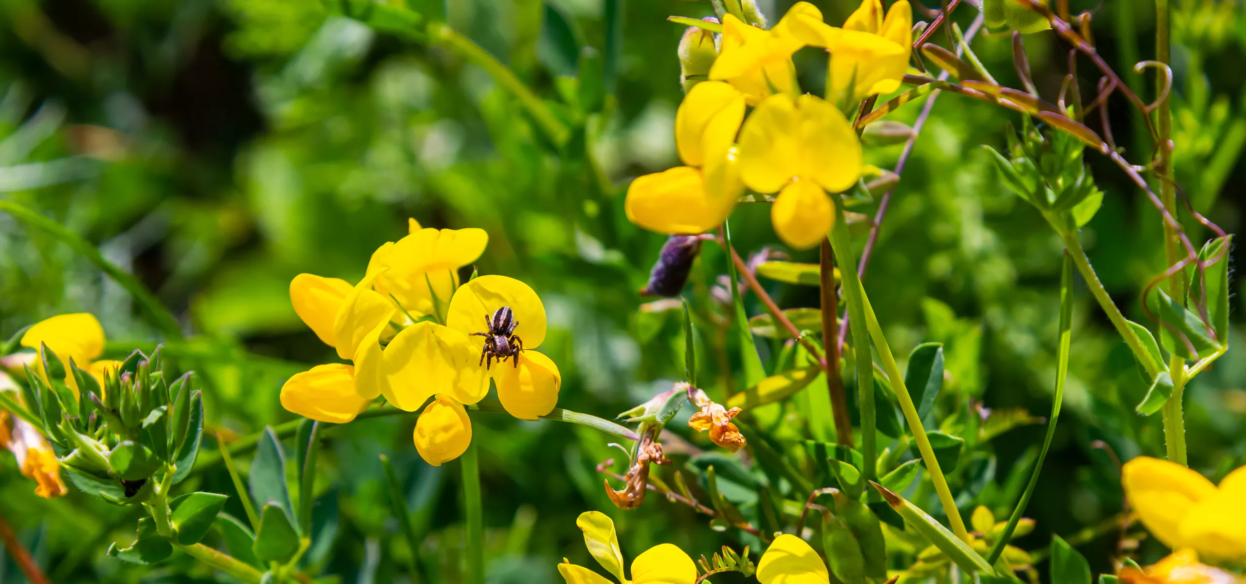 Bird's-foot Trefoil
