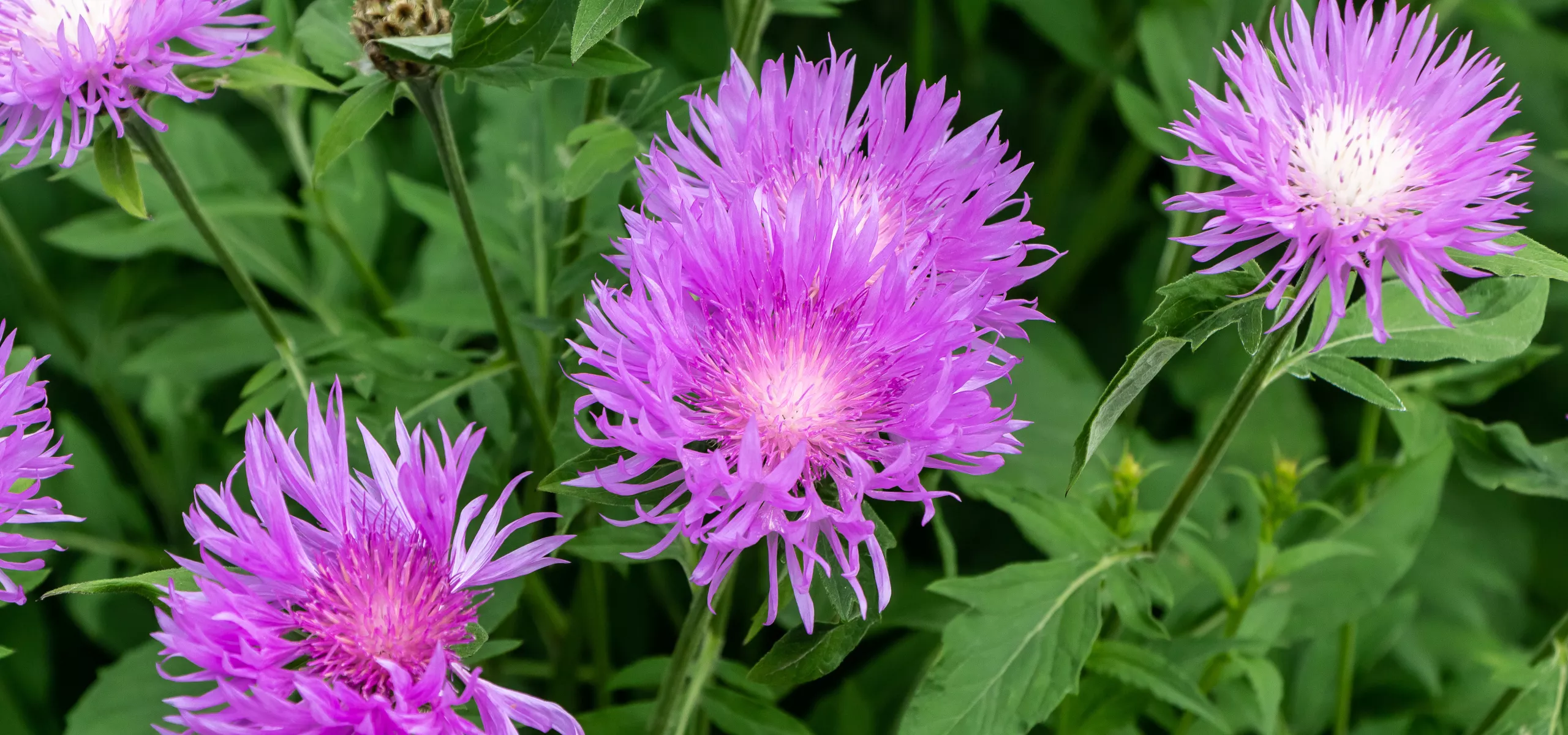 Common Knapweed