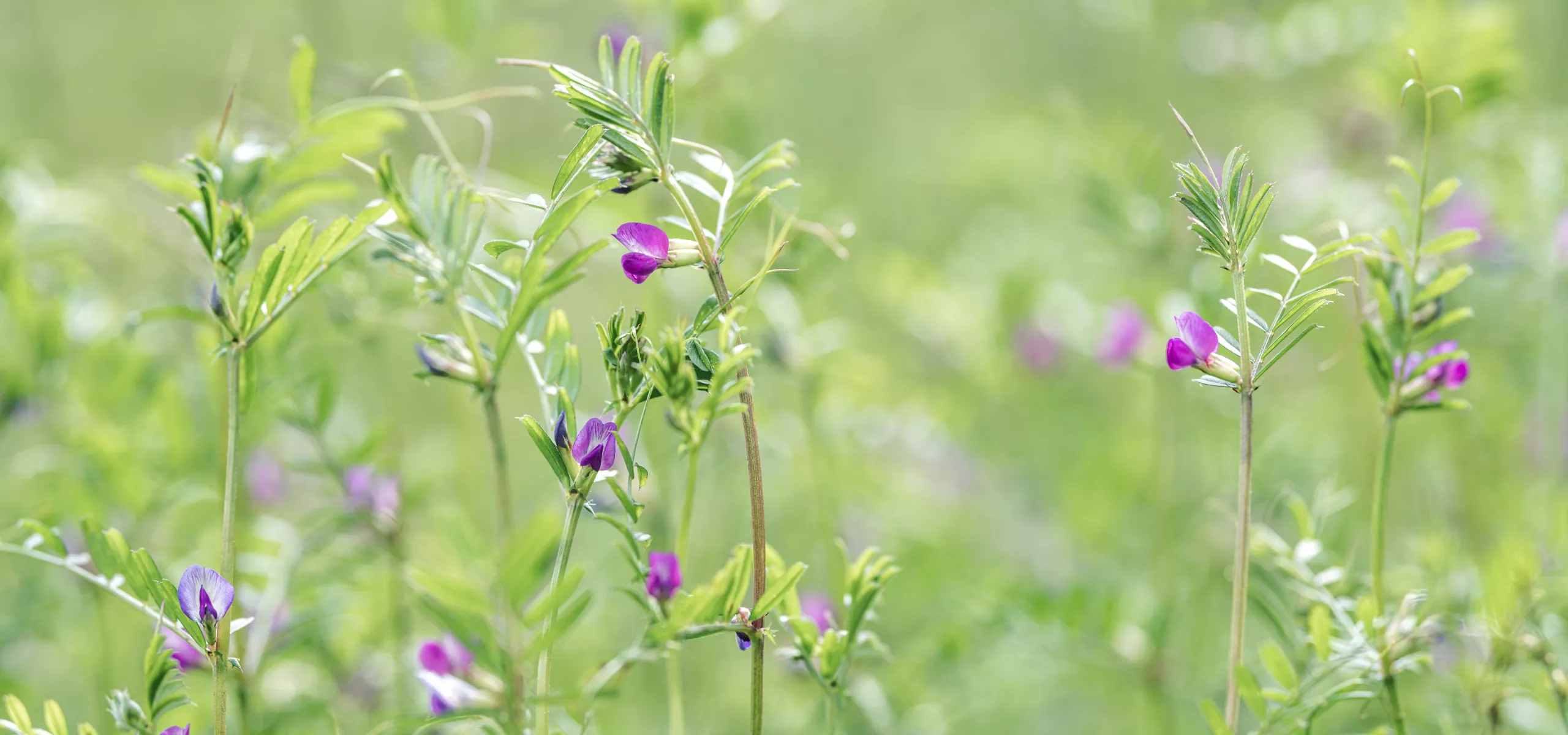 Common Vetch