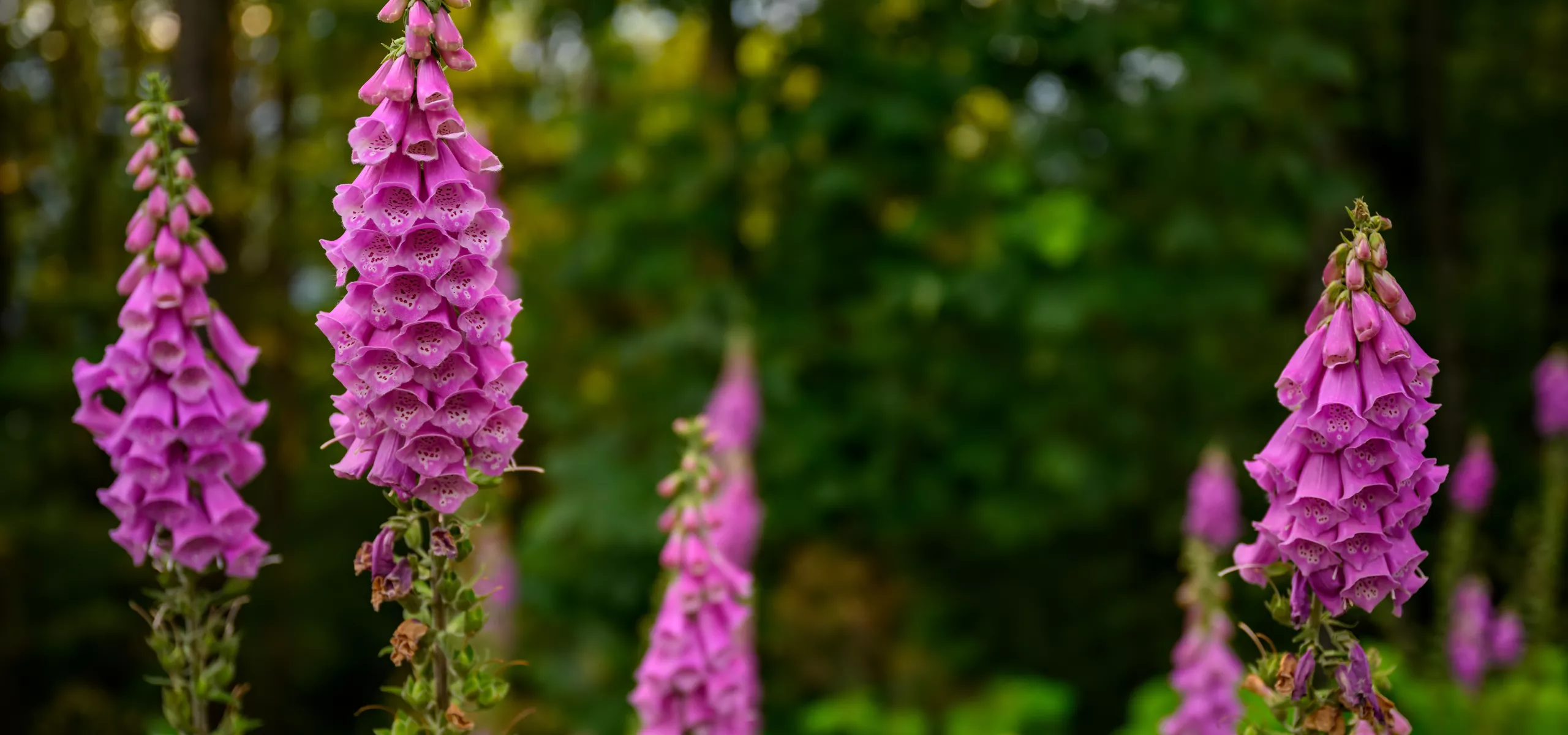 Foxglove
