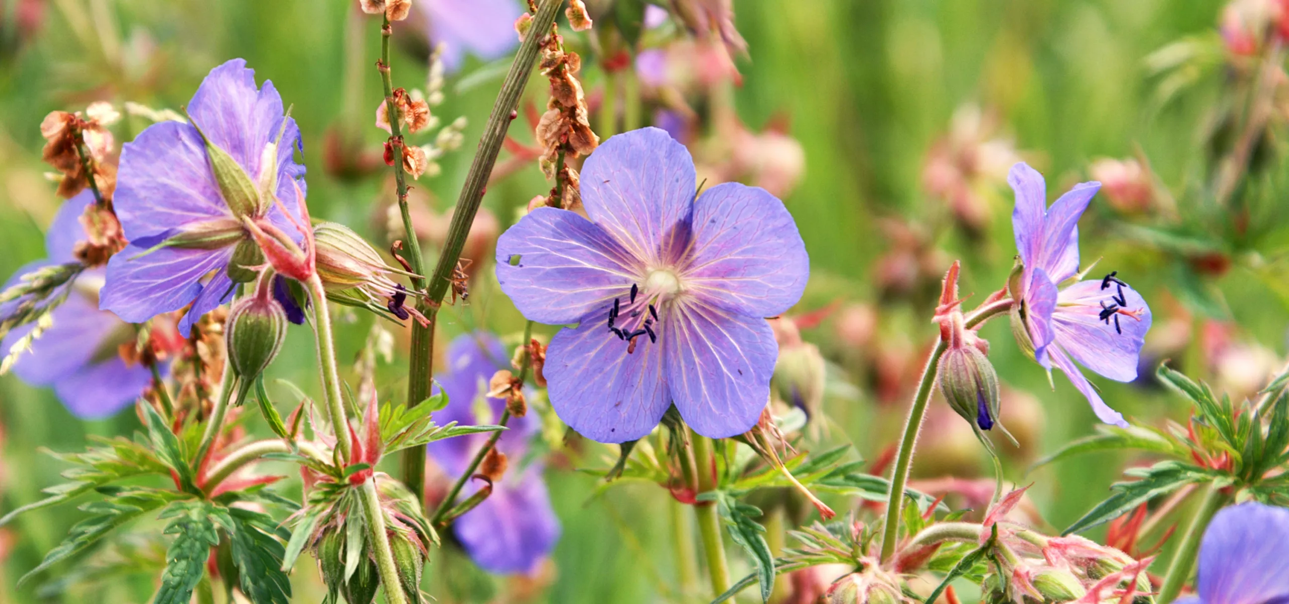 Meadow Cranesbill