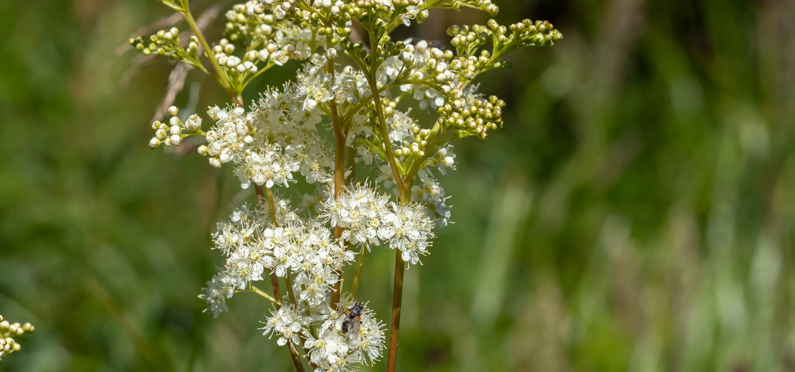 Meadowsweet