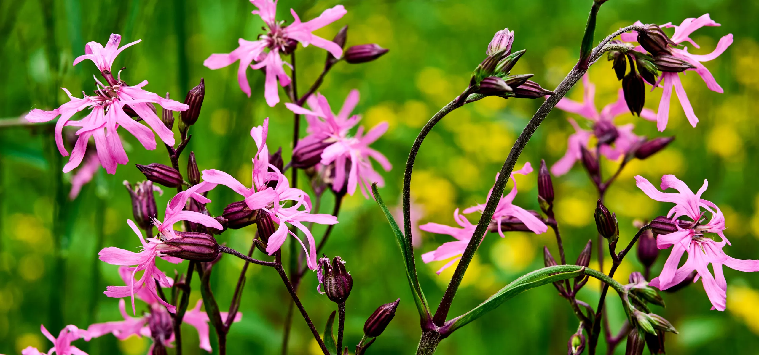 Ragged Robin