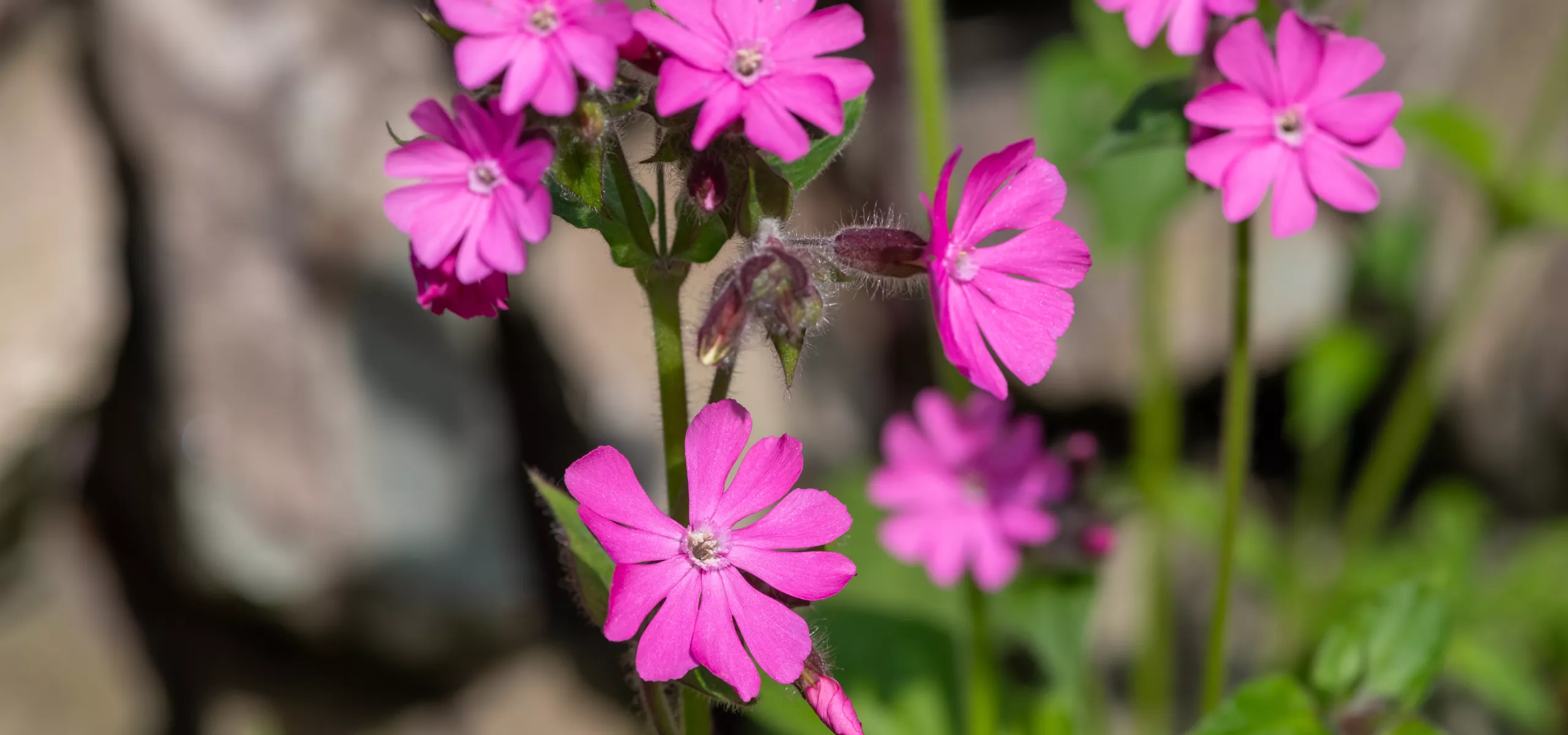 Red Campion 