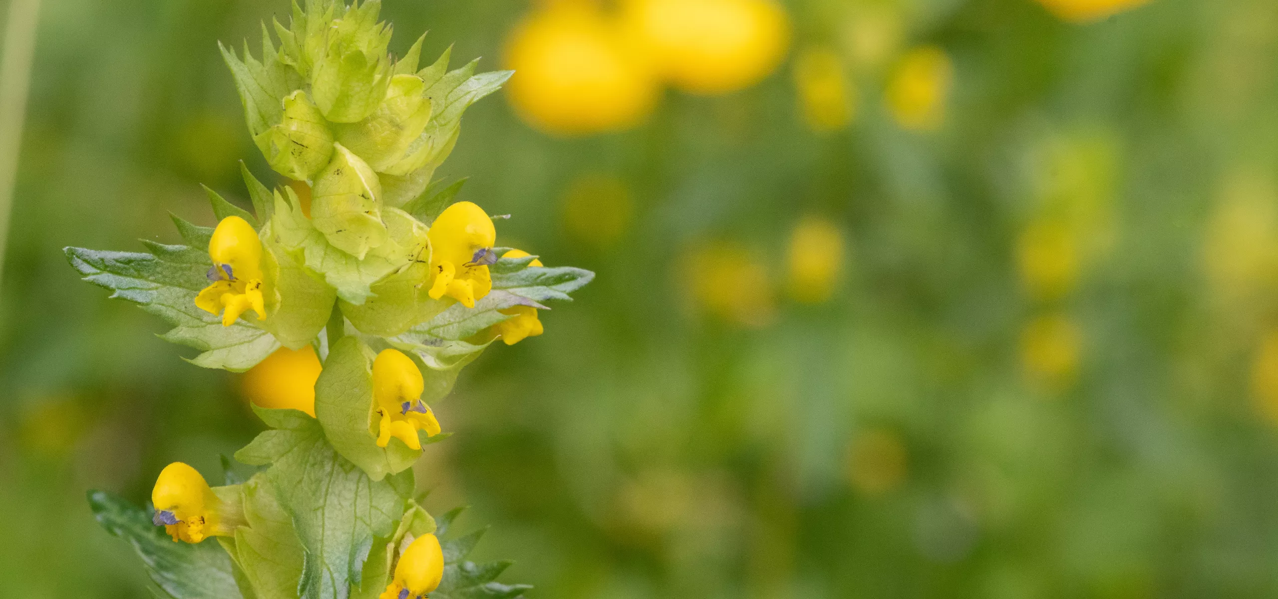 Yellow Rattle