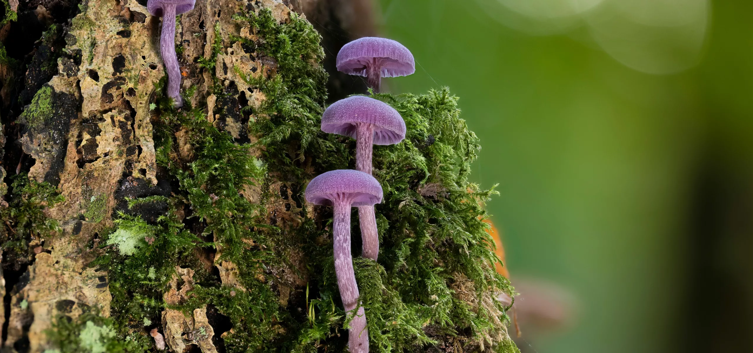 Amethyst Deceiver