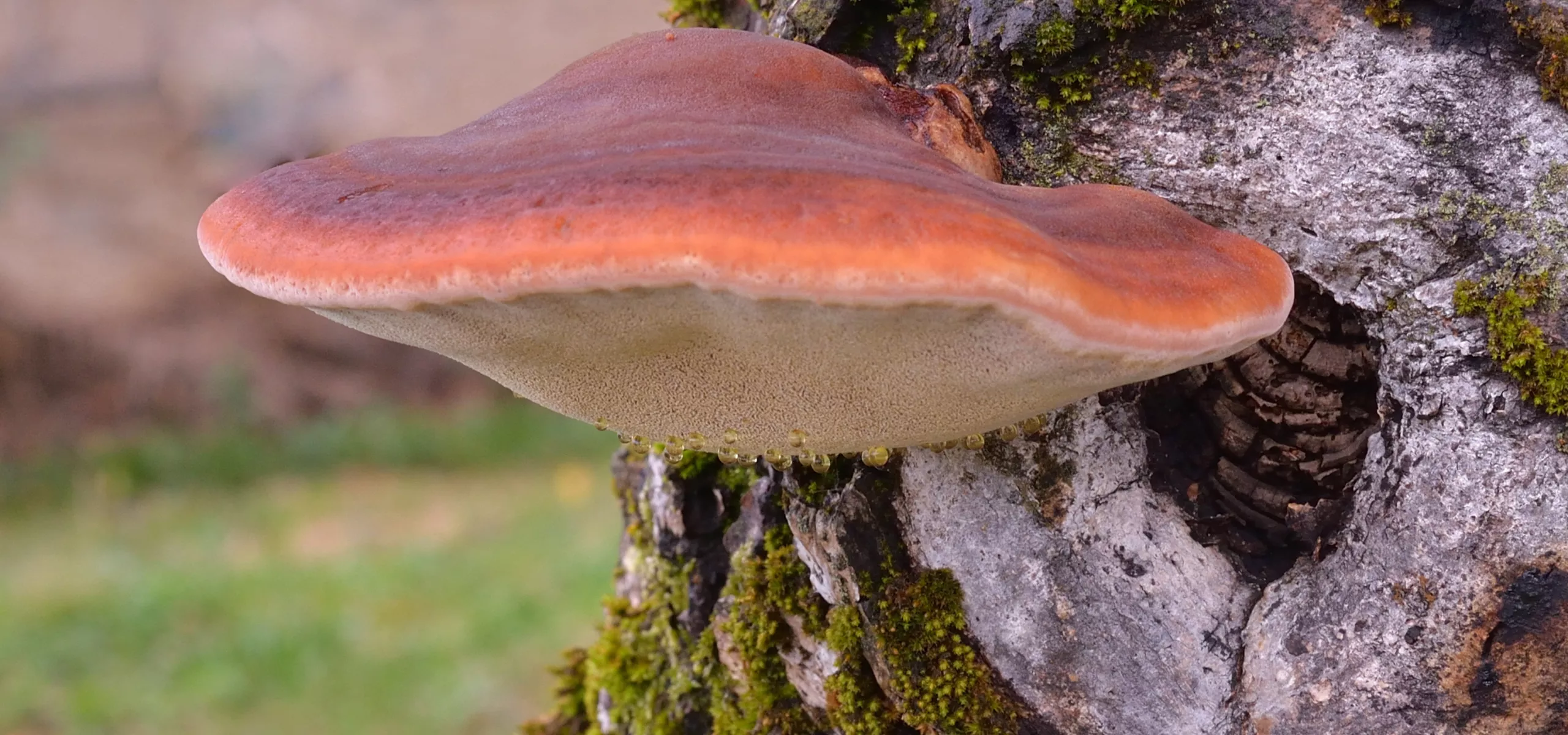 Beefsteak Fungus (Fistulina hepatica