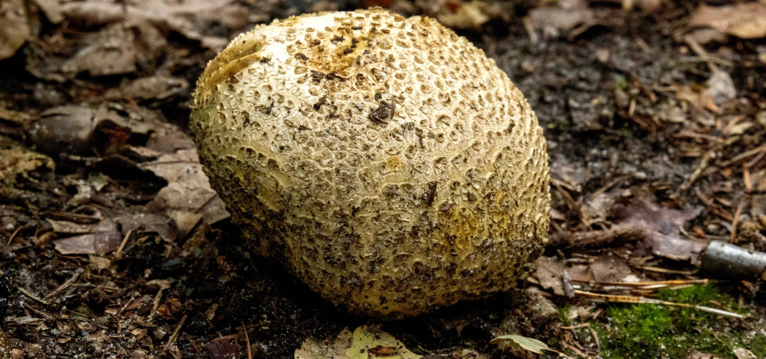Common Earthball (Scleroderma citrinum)