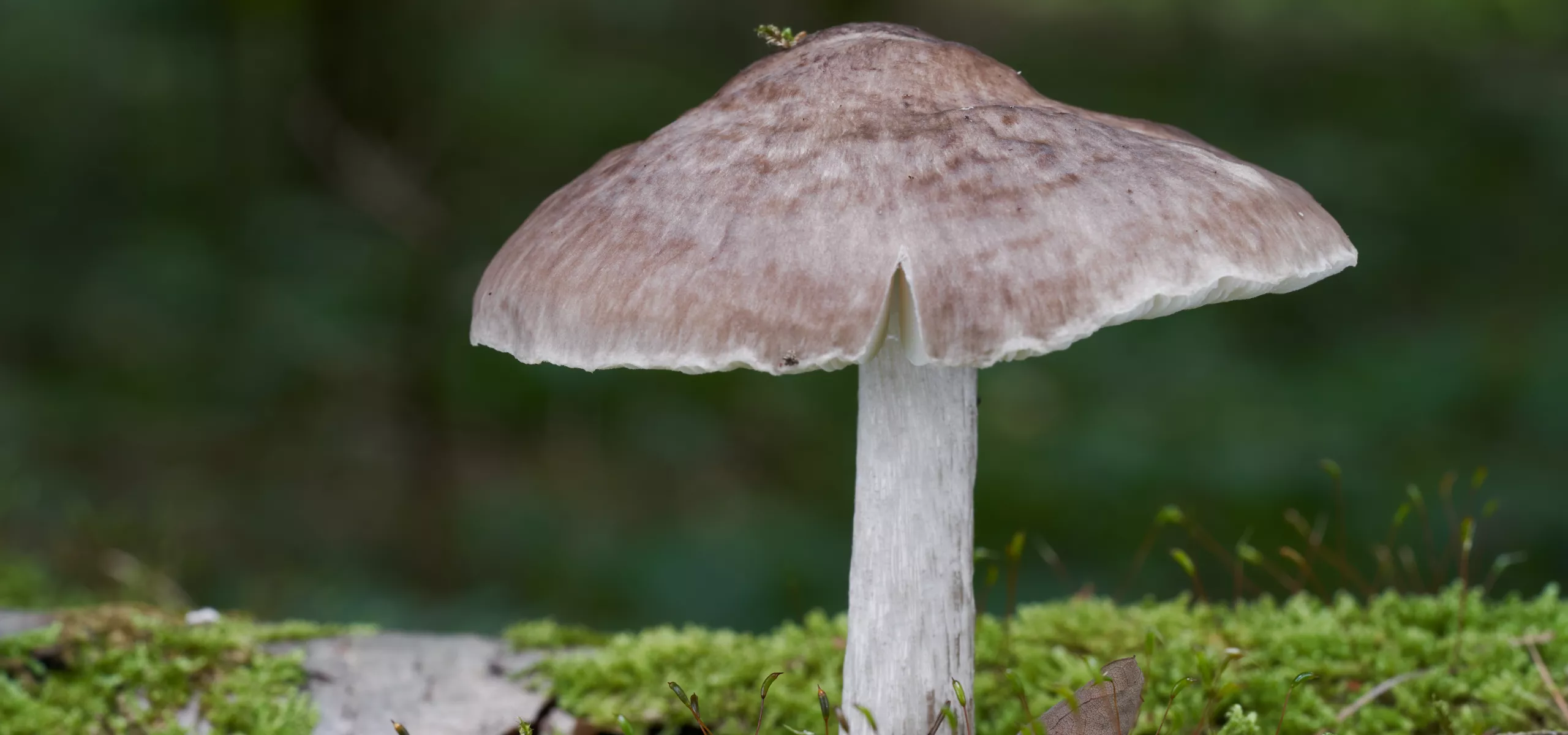 Deer Shield (Pluteus cervinus)