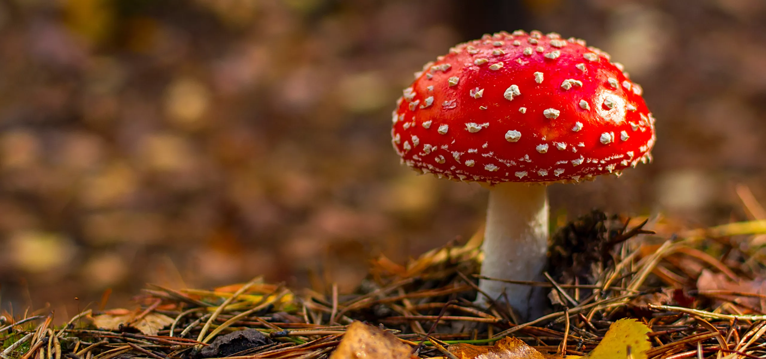 Fly Agaric (Amanita muscaria)