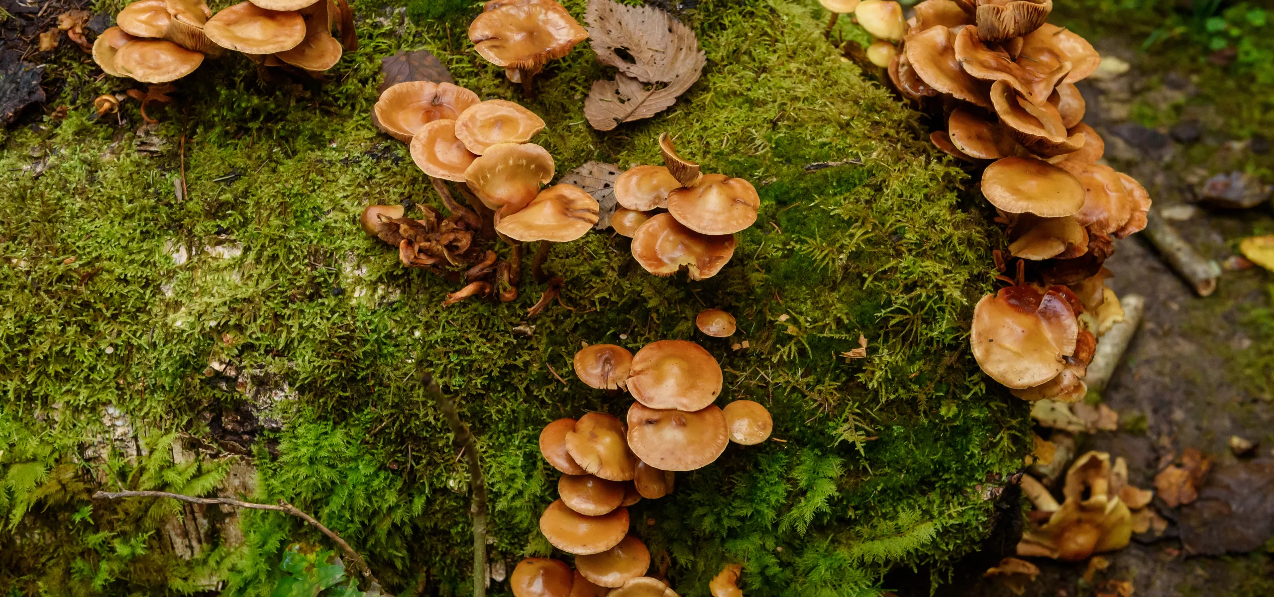 Honey Fungus (Armillaria mellea)