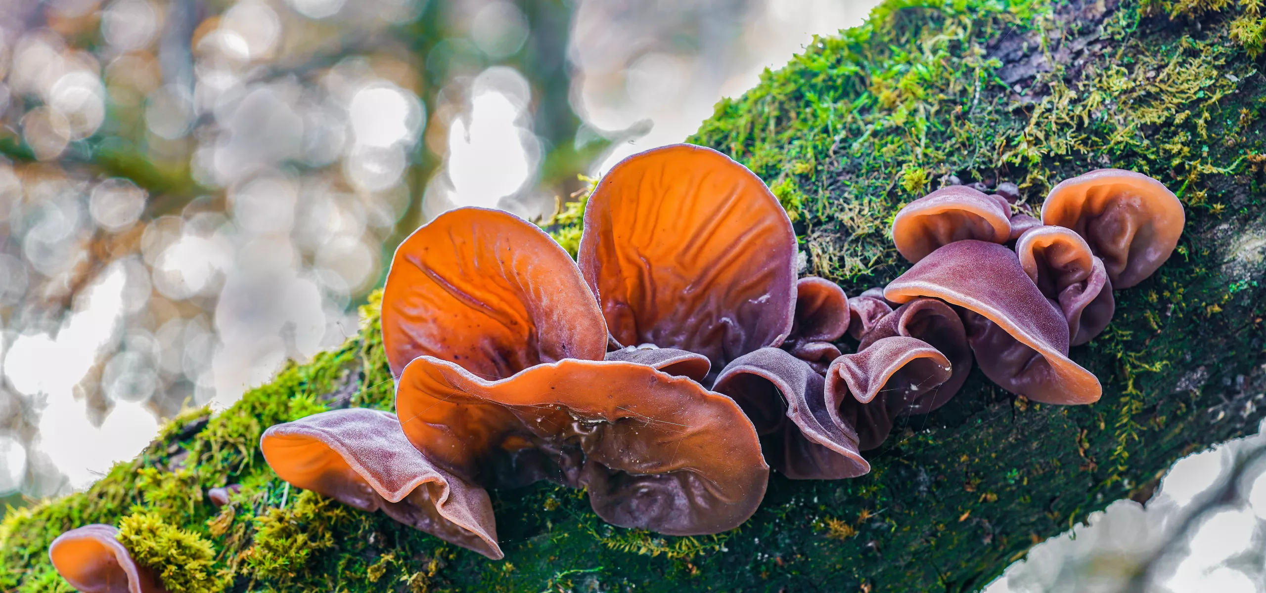 Jelly Ear (Auricularia auricula-judae